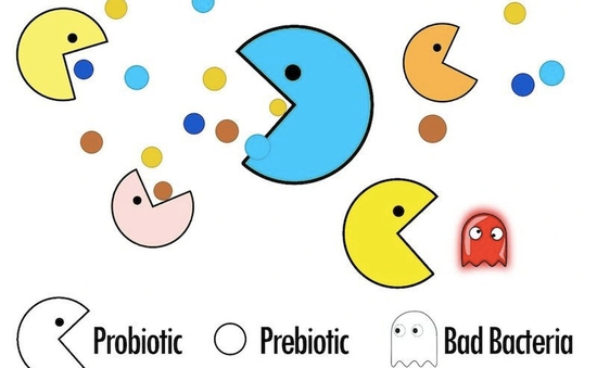 Vai trò của probiotics và prebiotics với sức khỏe phụ nữ