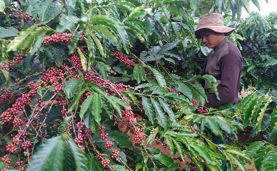 Cà phê Việt: Muốn "đi xa" phải có "gốc vững"