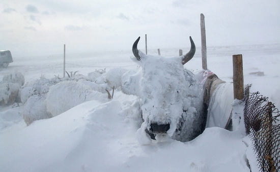 Liên hợp quốc cảnh báo mùa đông vô cùng khắc nghiệt ở Mông Cổ