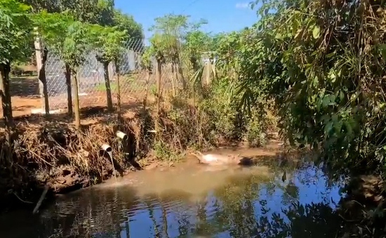 Đồng Nai: Lại xảy ra tình trạng vứt xác động vật chết xuống suối gây ô nhiễm