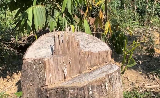 Xảy ra vụ phá rừng quy mô lớn tại Quảng Nam