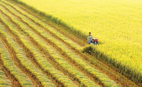 Việt Nam dẫn đầu về cách mạng nông nghiệp xanh