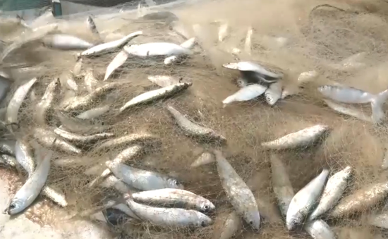 Ngư dân Quảng Bình đánh trúng nhiều loại thủy hải sản