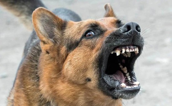 7 người ở Phú Yên cùng bị một con chó nghi dại cắn