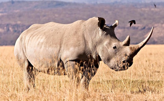 Nam Phi thả 2.000 con tê giác trắng về tự nhiên