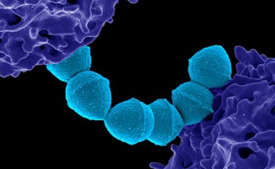 Nhật Bản cảnh báo về bệnh do vi khuẩn hiếm gặp lây lan nhanh kỉ lục