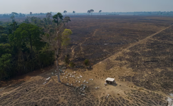 Nạn phá rừng Amazon ở Brazil giảm 30% trong tháng 2