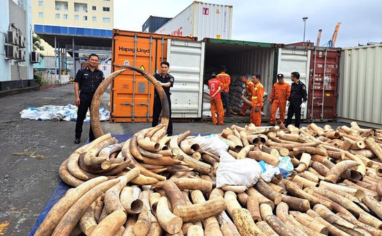 Hải Phòng phát hiện 1,5 tấn ngà voi nhập lậu