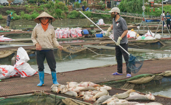 Hàng trăm tấn cá chết bất thường, nông dân Hải Dương nguy cơ mất trắng cơ nghiệp