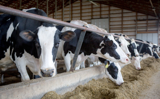 Nông dân chăn nuôi bò sữa Mỹ chặt cây ngăn chặn dịch cúm gia cầm lây lan