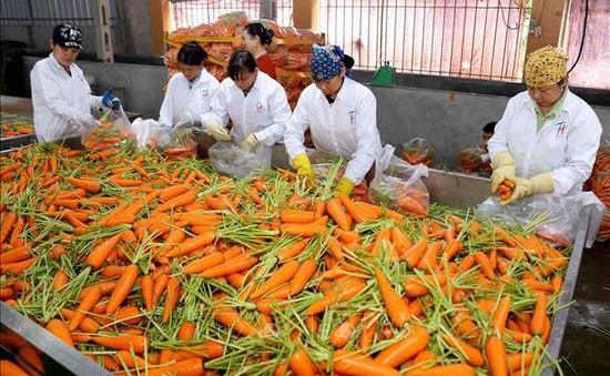 Thu lãi lớn nhờ cà rốt xuất khẩu