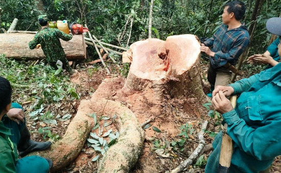 Mật phục bắt quả tang 5 đối tượng khai thác gỗ rừng trái phép