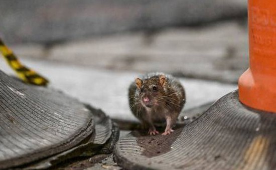 Thành phố New York đối mặt bệnh tật nghiêm trọng liên quan tới chất thải của hàng triệu con chuột