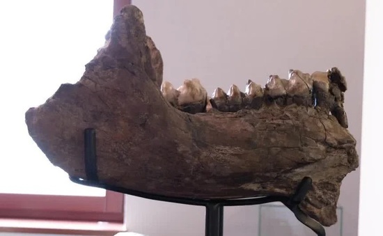 Hai học sinh Đức phát hiện xương voi thời tiền sử cách đây 10 triệu năm
