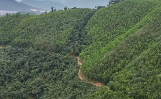 Chia sẻ 51,5 triệu USD cho 6 tỉnh Bắc Trung Bộ từ bán tín chỉ carbon rừng