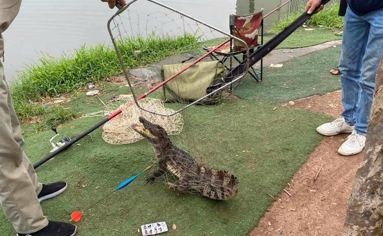 Cần thủ bắt được cá sấu dài gần 1m ở hồ câu Hà Nội gây sốt mạng