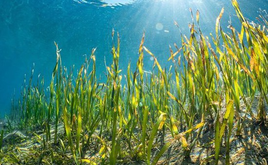 Nhật Bản trồng cỏ biển để thu giữ khí CO2