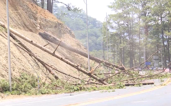 Đà Lạt: Đốn hạ 15 cây thông trên đèo Prenn