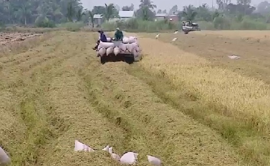 Khởi động cánh đồng 1 triệu ha lúa chất lượng cao ở ĐBSCL