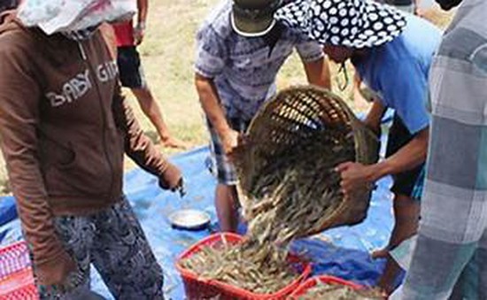 Kiên Giang: Thiệt hại 80 ha nuôi tôm, cua do nắng nóng kéo dài