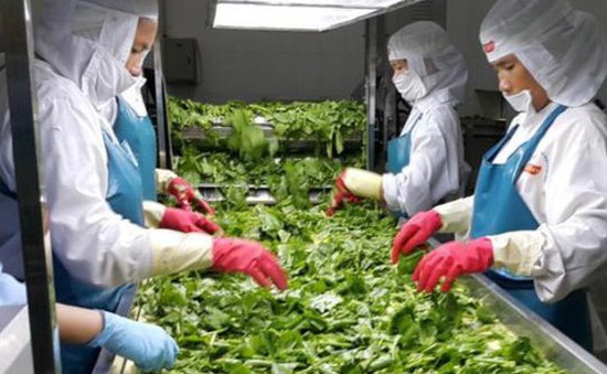 Xuất khẩu rau quả - Điểm sáng kinh tế Việt Nam