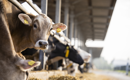 Nguy cơ lây lan virus cúm gia cầm ở bò ngoài nước Mỹ