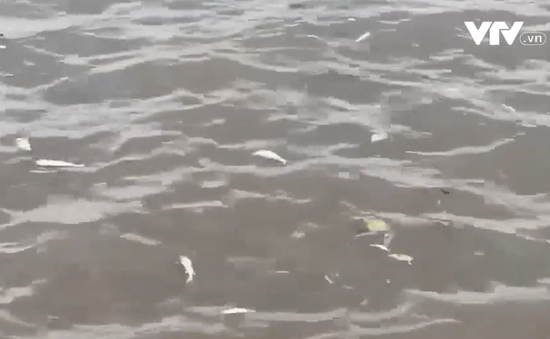 Lấy mẫu nguồn nước tìm nguyên nhân cá chết trên sông Đáy