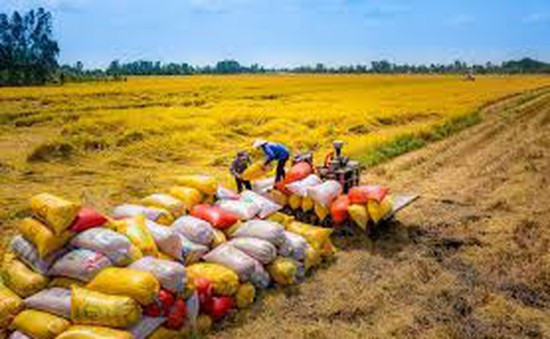 Thị trường khan hàng, giá cả neo cao: Cơ hội "vàng" cho gạo Việt bứt phá