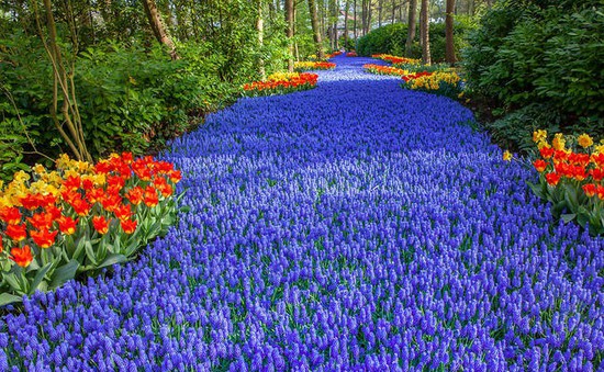Keukenhof - vườn xuân đẹp nhất thế giới