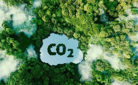 Việt Nam đang đàm phán bán 5 triệu tín chỉ carbon rừng