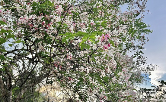 Hoa đào nở hồng rực rỡ trên Vườn quốc gia Cát Tiên