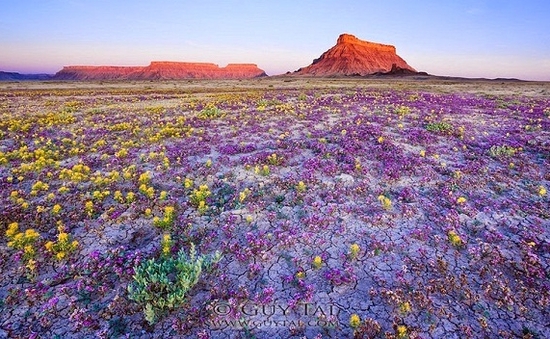 Tuyệt đẹp sa mạc hoa dại ở cao nguyên Colorado, Mỹ