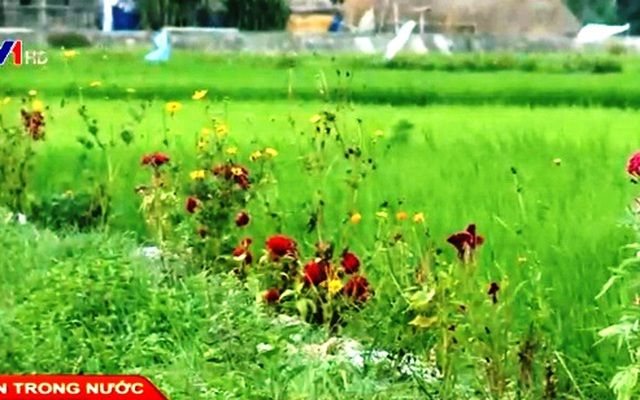 Nông nghiệp số  Giảm 50 chi phí thuốc bảo vệ thực vật nhờ mô hình Ruộng  lúa bờ hoa