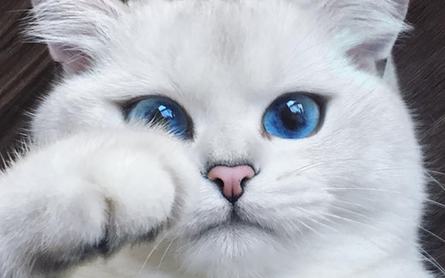 Chiêm ngưỡng những chú mèo đẹp nhất thế giới | VTV.VN