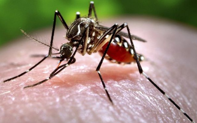 Mối liên kết giữa nhóm máu và muỗi có ảnh hưởng đến sự lây truyền các loại bệnh do muỗi gây ra không?