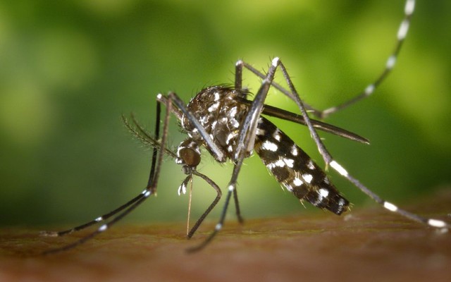 Con Muỗi Hình ảnh Con Muỗi đậu Trên Lá | Nền JPG Tải xuống miễn phí -  Pikbest