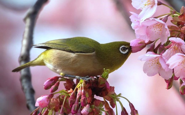 Tổng hợp Hình ảnh đẹp về thiên nhiên Nhật Bản Tự động cập nhật