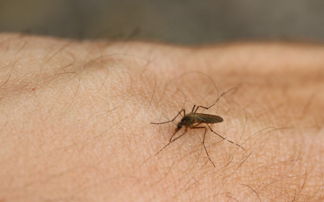 Có cách nào người có nhóm máu O và B có thể hạn chế bị muỗi đốt nhiều hơn?