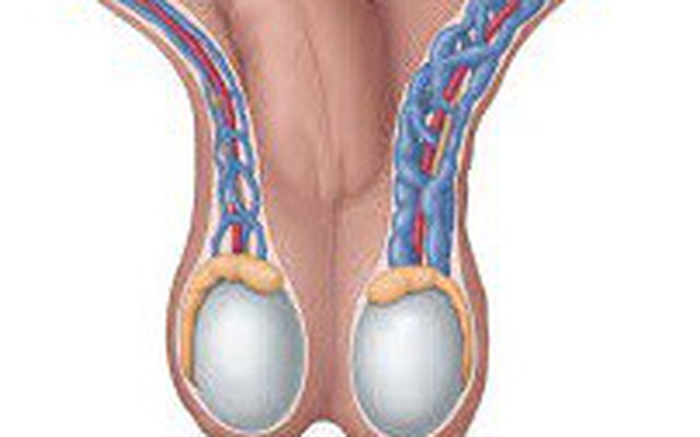 Giãn tĩnh mạch thừng tinh ở nam giới có nguy hiểm? | VTV.VN