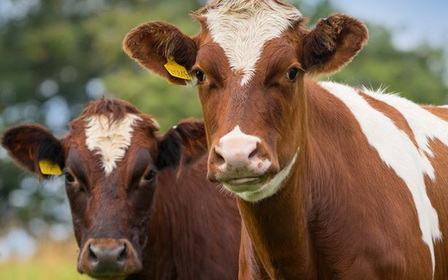 Người tiêu dùng phải chú ý gì khi mua thịt bò để đảm bảo sức khỏe?
