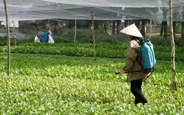 Báo động tình trạng lạm dụng thuốc bảo vệ thực vật ở Việt Nam | VTV.VN