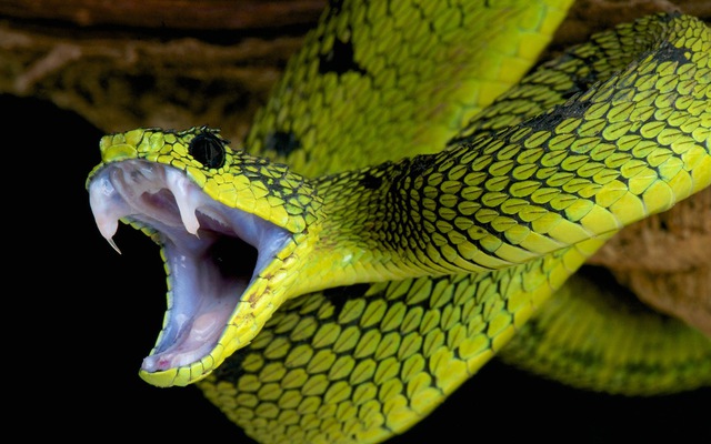 Hình ảnh những loài rắn cực độc và cách chữa trị khi bị cắn  Giáo dục Việt  Nam