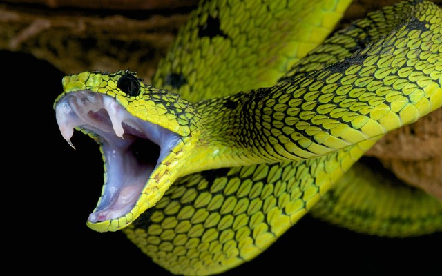 Sự thật về rắn siêu khổng lồ ăn thịt người từng gây xôn xao cõi mạng