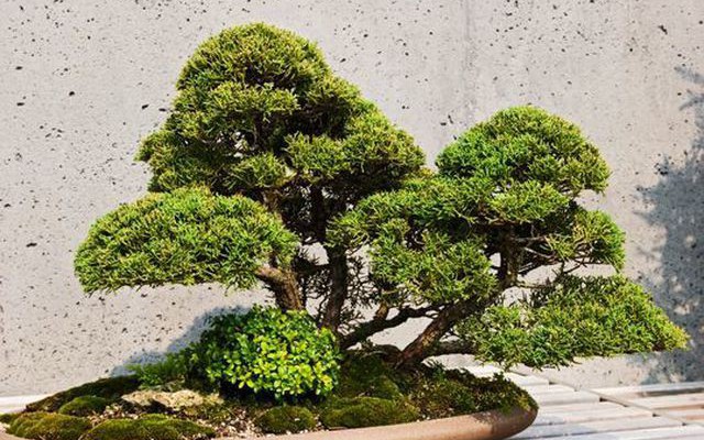 Loạt cây bonsai đắt giá bị đánh cắp, nghệ nhân xin kẻ trộm hãy ...