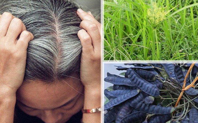 Bài thuốc Đông y chữa bạc tóc tóc bạc sớm hiệu quả nhất hiện nay