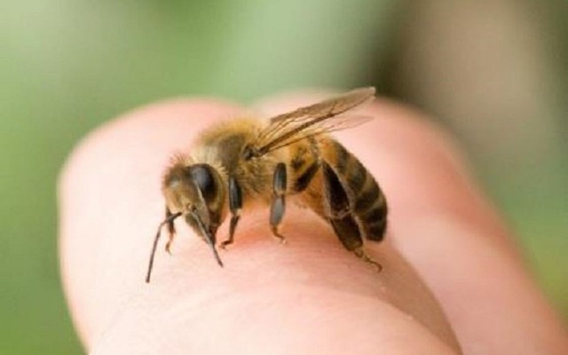 Cách chữa  trị sốt do ong đốt 