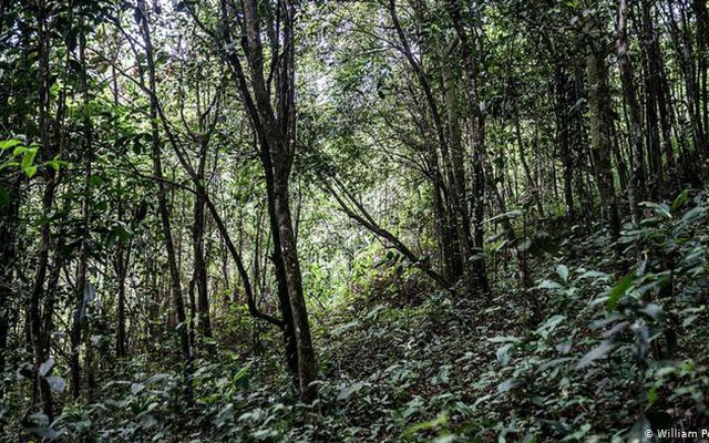 Thái Lan thí điểm mô hình trồng rừng mới hiệu quả hơn  VTVVN