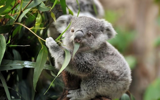 Gấu Koala có sống ở đâu?
