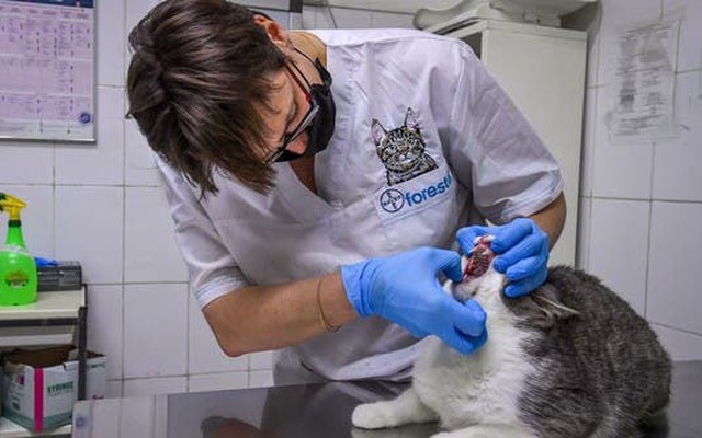 Thông tin chia sẻ về bị bệnh nấm mèo và cách điều trị hiệu quả