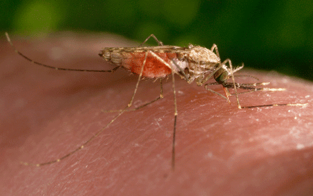 Cách phòng ngừa bệnh sốt rét là gì?
